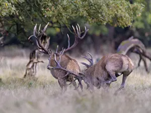 Red deer (Cervus elaphus), top deer drives out defeated rival from meadow after rutting fight