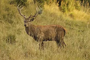 Red deer (Cervus elaphus) deer with wire mesh in left antler pole secures tall