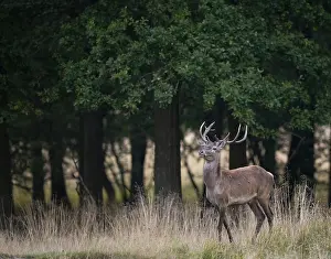 Red Deer (Cervus elaphus), Denmark, Europe