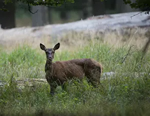 Red Deer (Cervus elaphus), Denmark, Europe