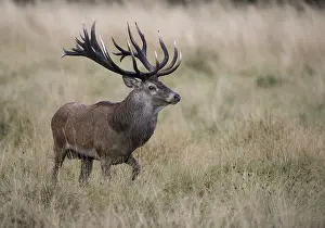 Red Deer (Cervus elaphus), Denmark, Europe