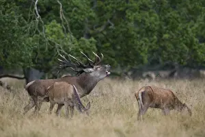 Red Deer (Cervus elaphus), Denmark, Europe