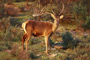 Red Deer (Cervus elaphus) with different horns
