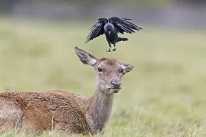 Red deer (Cervus elaphus) as doe