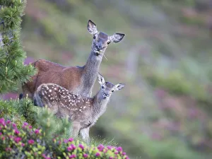 Red Deer (Cervus elaphus), doe with calf standing in rhododendrons