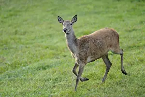 Red deer (Cervus elaphus) doe in a forest clearing