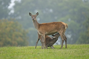 Red Deer (Cervus elaphus), doe or hind suckling an older calf