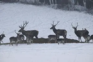 Red deer (Cervus elaphus) and fallow deer (Dama dama) feeding in the snow