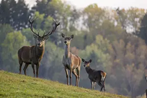 A red deer (Cervus elaphus) family of a stag