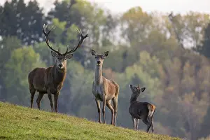A red deer (Cervus elaphus) family of a stag