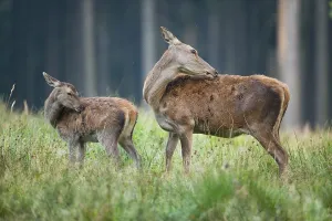 Red deer (Cervus elaphus), fawn and doe