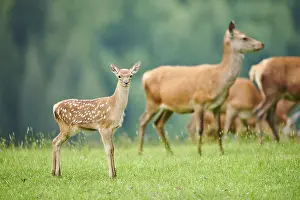 Red deer (Cervus elaphus) fawn standing on a meadow in the mountains in tirol