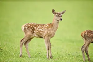 Red deer (Cervus elaphus) fawn standing on a meadow in the mountains in tirol