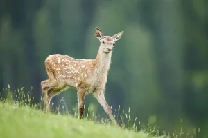 Red deer (Cervus elaphus) fawn walking on a meadow in the mountains in tirol