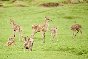 Red deer (Cervus elaphus) fawns on a meadow in the mountains in tirol