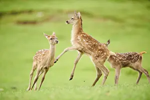 Red deer (Cervus elaphus) fawns playing on a meadow in the mountains in tirol