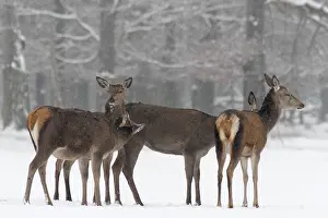 Red deer (Cervus elaphus), female