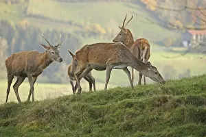 Red deer (Cervus elaphus) female with calf and two one-year-old pups