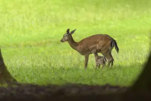 Red Deer (Cervus elaphus), female with fawn