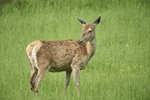 Red deer (Cervus elaphus) female on a meadow in spring