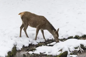 Red deer (Cervus elaphus), female in winter