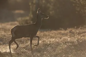 Red deer (Cervus elaphus) fleeing across a clearing in the forest