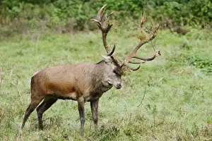 Red deer (Cervus elaphus) forked in a meadow during the rutting season