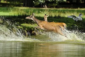 Red deer (Cervus elaphus) galloping through the stream