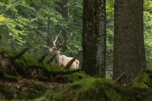 Red deer (Cervus elaphus) Germany (c)
