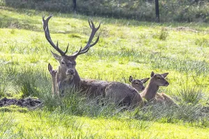 Red deer (Cervus elaphus) Germany (c)