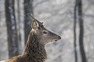 Red deer (Cervus elaphus), head portrait