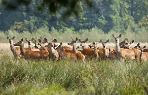 Red Deer (Cervus elaphus), herd