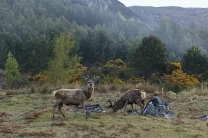 Red Deer (Cervus elaphus), Highlands