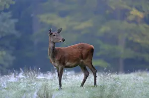 Red deer (Cervus elaphus), hind