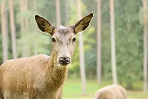 Red deer (Cervus elaphus) hind