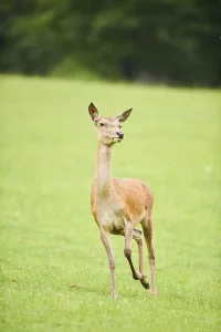 Red deer (Cervus elaphus) hind running on a meadow in the mountains in tirol