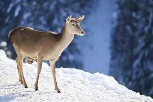 Red deer (Cervus elaphus) hind on a snowy meadow in the mountains in tirol