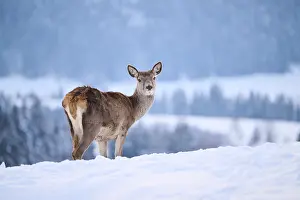 Red deer (Cervus elaphus) hind on a snowy meadow in the mountains in tirol