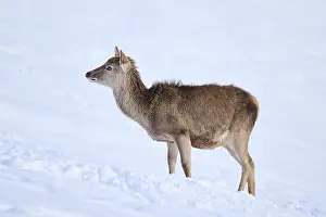 Red deer (Cervus elaphus) hind on a snowy meadow in the mountains in tirol