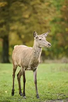 Red deer (Cervus elaphus) hind walking on a meadow