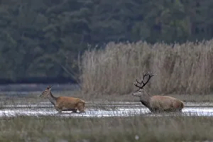 Red deer (Cervus elaphus), and hind walking through shallow water zone