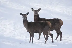 Red Deer (Cervus elaphus), hinds with a winter coat standing in the snow