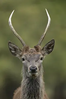 Red deer (Cervus elaphus) juvenile young stag animal portrait