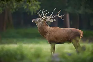 Red deer (Cervus elaphus), with large antlers in a natural environment