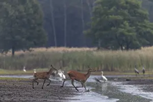 A red deer (Cervus elaphus) with a very late calf