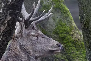Red Deer (Cervus elaphus), Lueerwald Forest