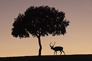 Red deer (Cervus elaphus), male