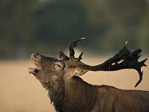 Red deer (Cervus elaphus), male