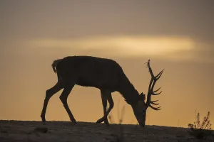 Red deer (Cervus elaphus), male