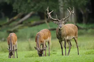Red deer (Cervus elaphus) male in a forest clearing
